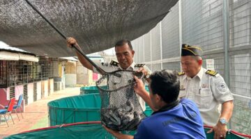 Panen Raya Lele 250 Kg, Lapas Kelas I Medan Optimalkan Program Ketahanan Pangan dan Pembinaan Kemandirian