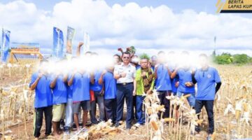 Panen Raya Jagung di Kebun SAE, Lapas Kupang Sulap Lahan Batu Karang Jadi Simbol Ketahanan Pangan NTT