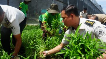 Hasıl Pembinaan Berbuah Panen di Lapas Kelas I Medan: Program Ketahanan Pangan Terus Menghasilkan Warga Binaan yang Produktif dan Mandiri