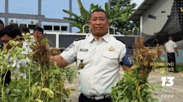 Kanwil Ditjenpas Sumut Panen Kacang Tanah, Perkuat Komitmen Dukung Ketahanan Pangan Nasional